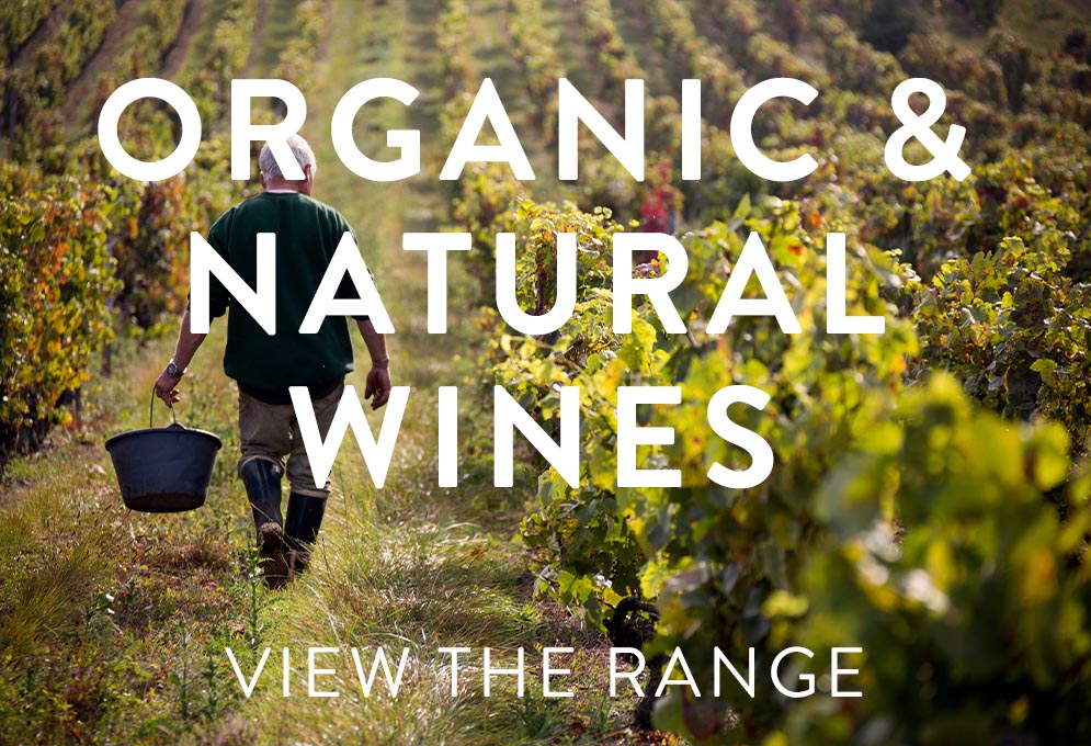 Natural and organic wines A farmer wakes through a vineyard in rural wine country France, harvesting grapes